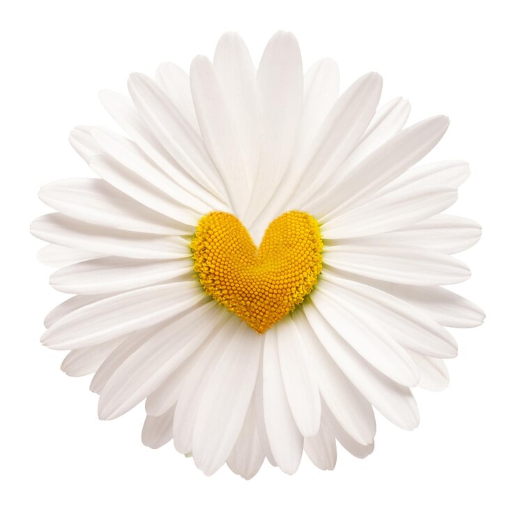 Foto una flor de margarita blanca aislada sobre fondo blanco vista plana superior objeto de patrón floral