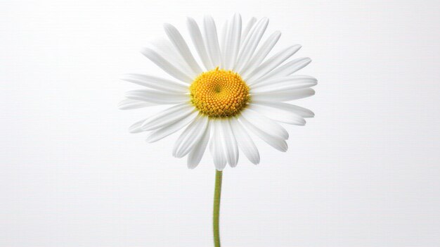 Foto flor de margarita blanca aislada sobre un fondo blanco