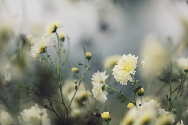 Flor de Margarita blanca en la naturaleza