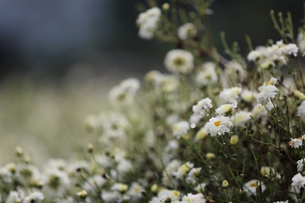 flor de margarita blanca en la naturaleza