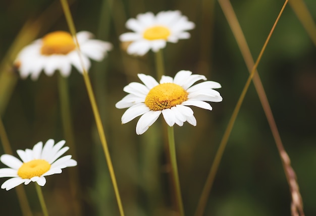 Flor de la Margarita blanca en la pradera de verano