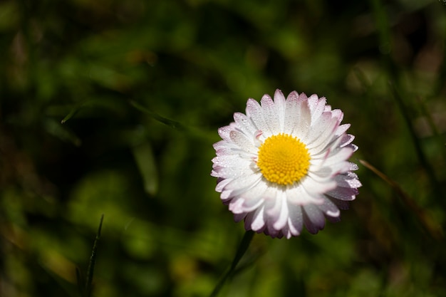 Flor de margarita blanca