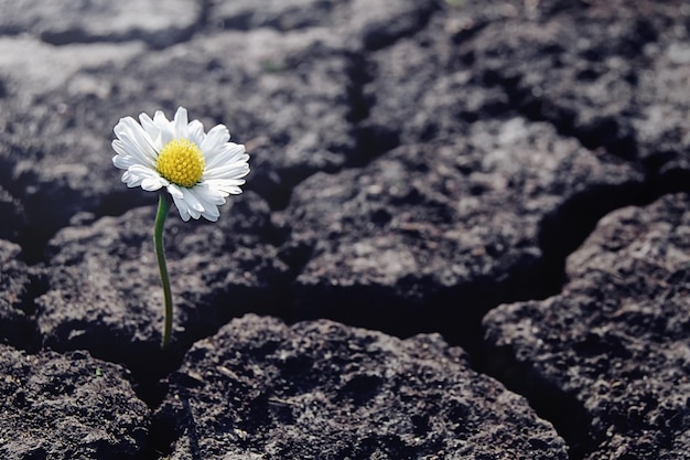 Una flor de margarita brota a través del suelo seco y agrietado