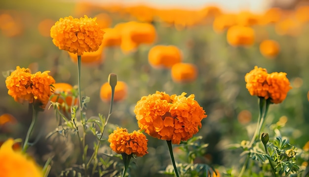 Flor de margarita en el campo con fondo borroso