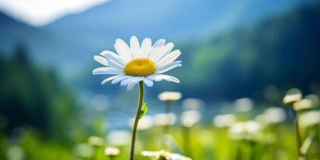 flor de margarita en un campo