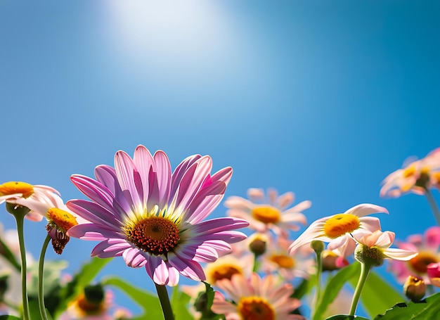 Flor de margarita colorida bajo la luz del sol del cielo azul