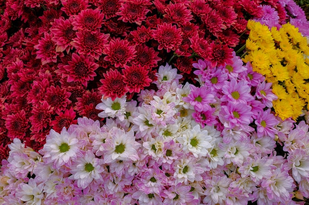 Flor de la margarita del crisantemo