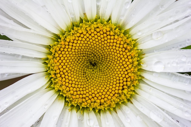 Flor de la margarita después de la lluvia de cerca