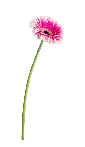 La flor de la margarita de Gerbera aislada sobre un fondo blanco