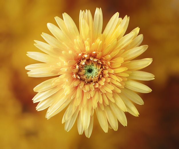 Flor de la margarita de gerbera con formato cuadrado y trazado de recorte.