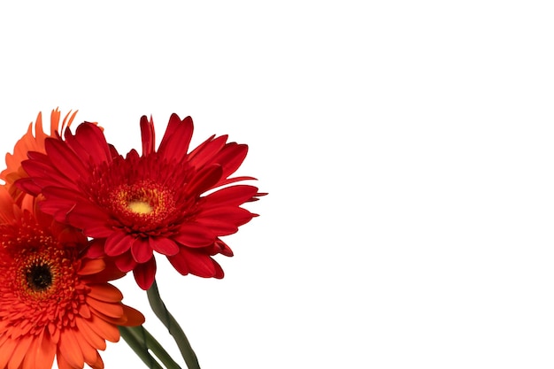 Foto la flor de margarita de gerbera roja aislada en una blanca