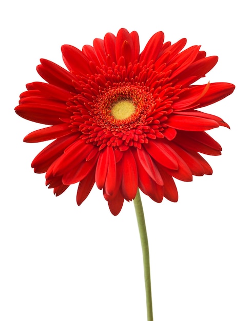 Flor de margarita de gerbera roja brillante vibrante que florece aislada sobre fondo blanco