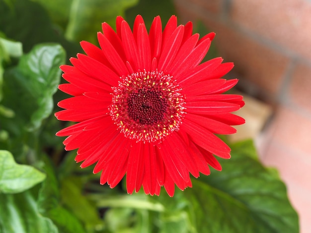 Flor de margarita gerbera roja