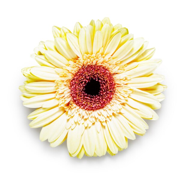 flor de margarita gerbera