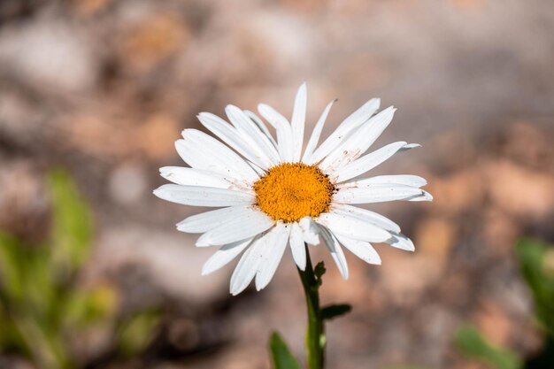 Flor de margarita en el jardín, pétalos naturales.