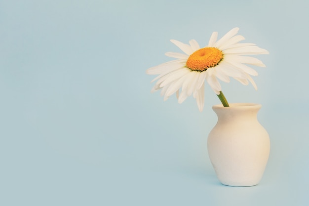 Flor de la margarita en una jarra blanca sobre un fondo azul con un primer plano del espacio de copia