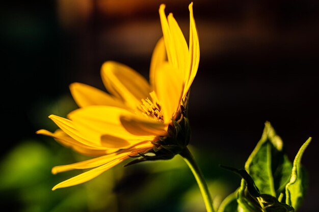 Una flor de margarita a la luz del sol ardiente