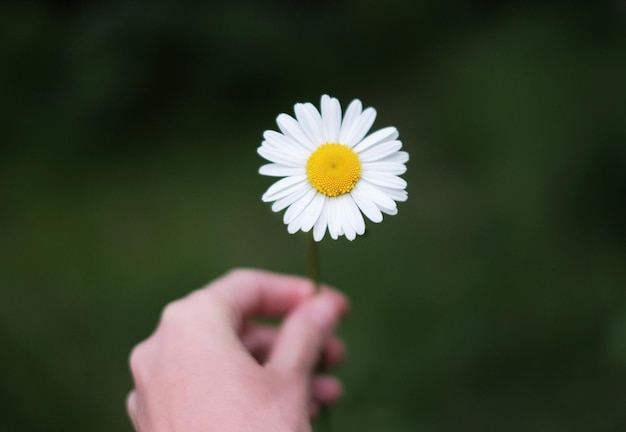 Flor de margarita en la mano sobre un fondo verde oscuro