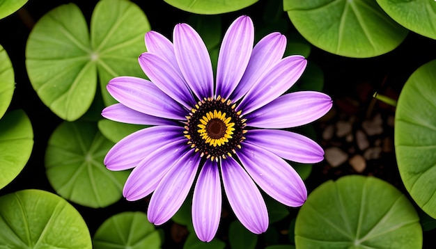 Flor de margarita osteospermum púrpura