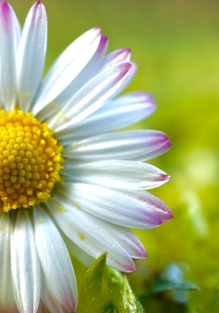 flor de la margarita pétalos de la planta