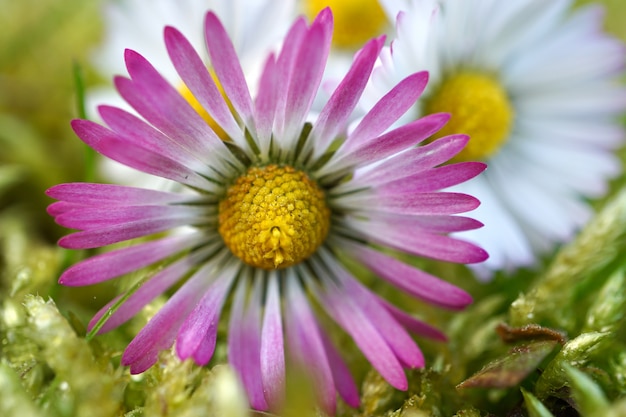 Flor de la margarita pétalos de la planta