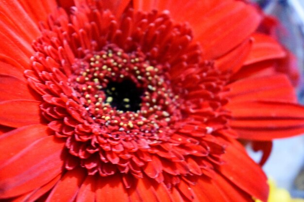 La flor de la margarita de la red gerbera