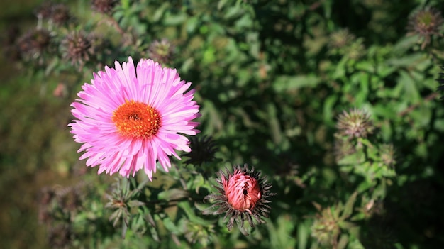 Flor de margarita silvestre rosa