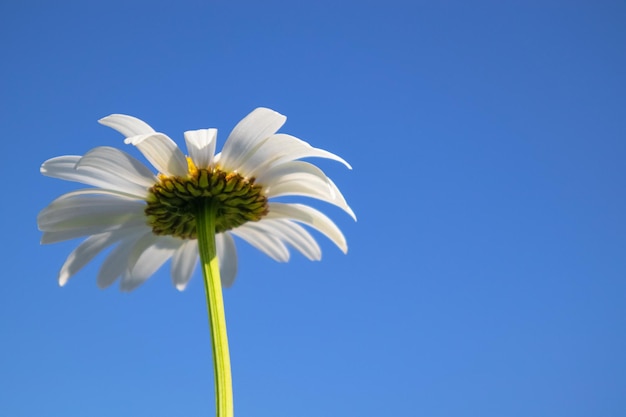 Foto una flor de margarita sobre un fondo de cielo azul vista inferior con espacio para el texto