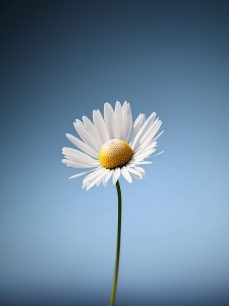 Flor de margarita única que florece sobre un fondo de cielo azul iluminado IA generativa