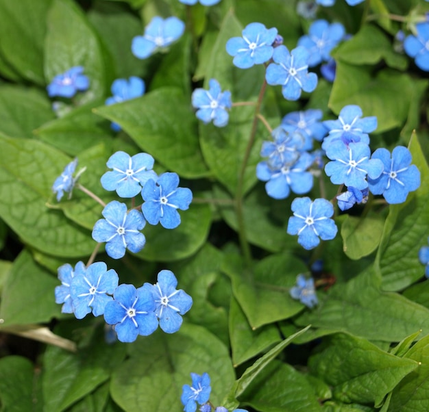 Flor de María de ojos azules en primavera Omphalodes verna Pequeñas prímulas azules