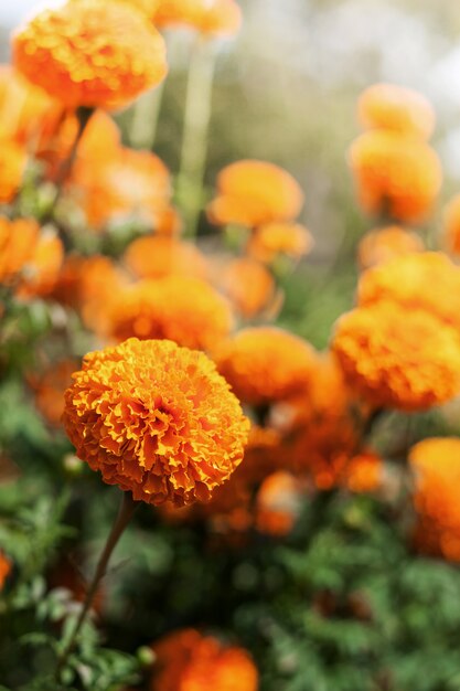 Flor de Marigold y sol