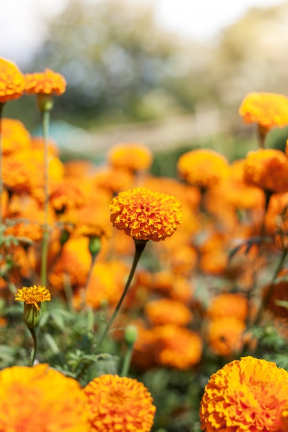 Flor de Marigold y sol