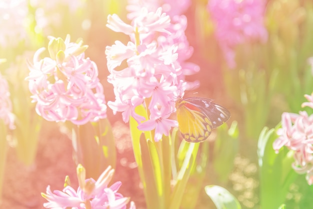 Flor y mariposa del jacinto en jardín en la luz del sol por mañana.