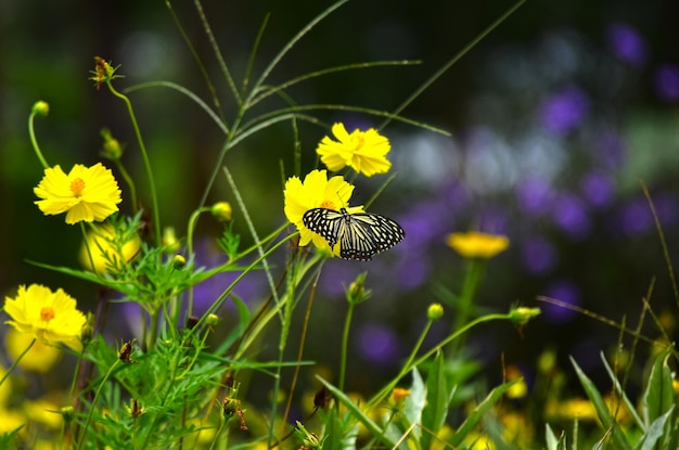 flor de mariposa