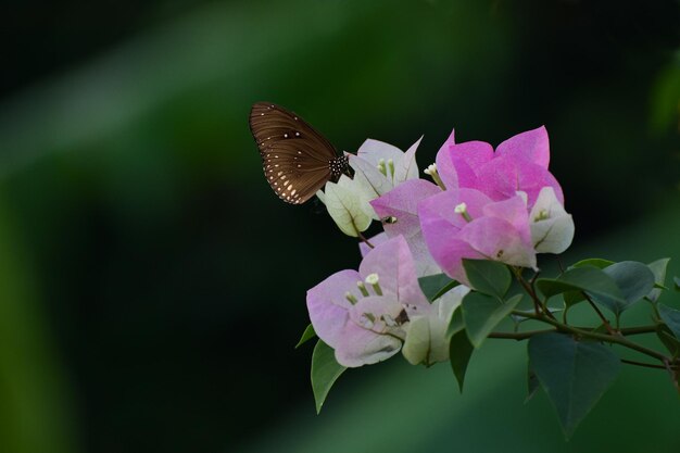 flor de mariposa