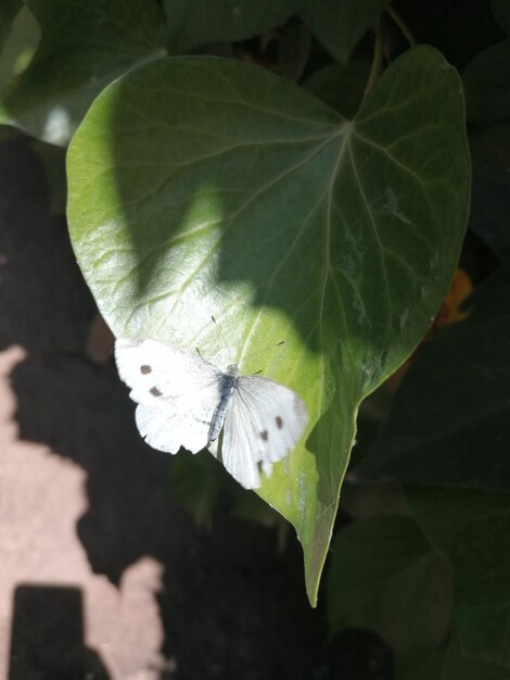 flor con mariposa