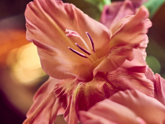 Flor marrón-roja de gladiolos en el jardín