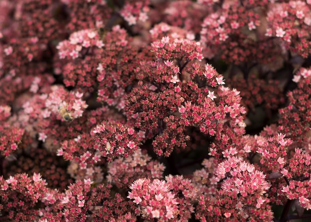 Flor marrón de Sedum en un día de verano Primer plano enfoque selectivo parte de la imagen fuera de foco 2