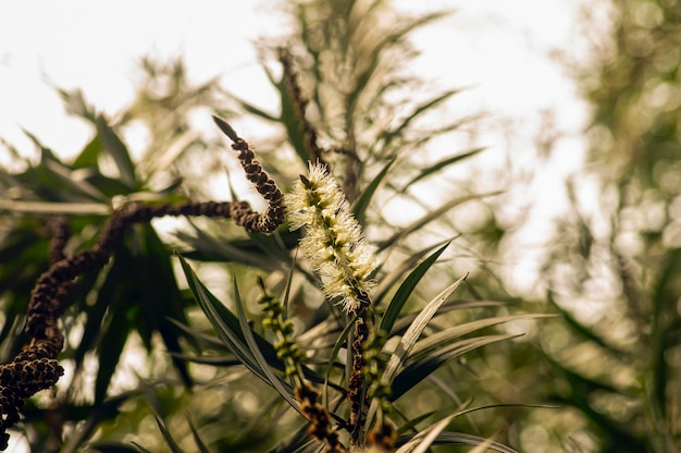 Flor melaleuca cajuputi em foco selecionado e fundo desfocado.