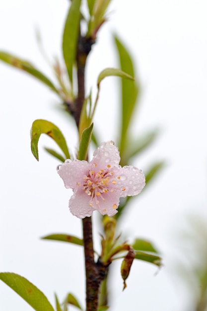 Foto flor de melocotón