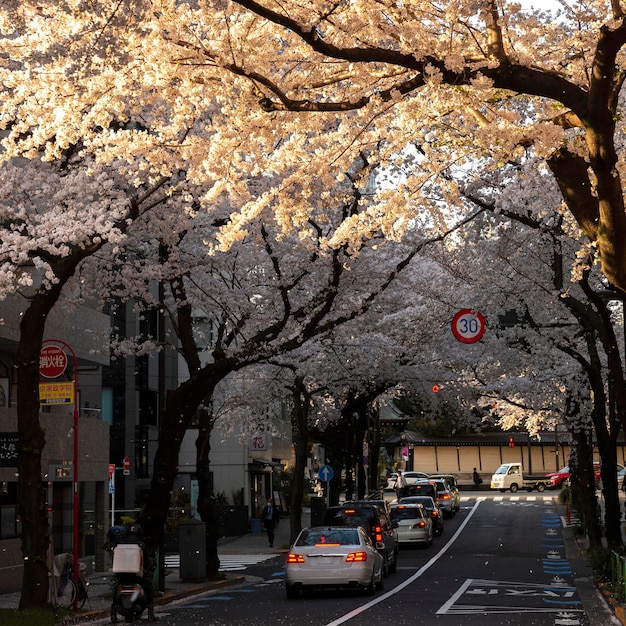 Flor de melocotonero en tokio