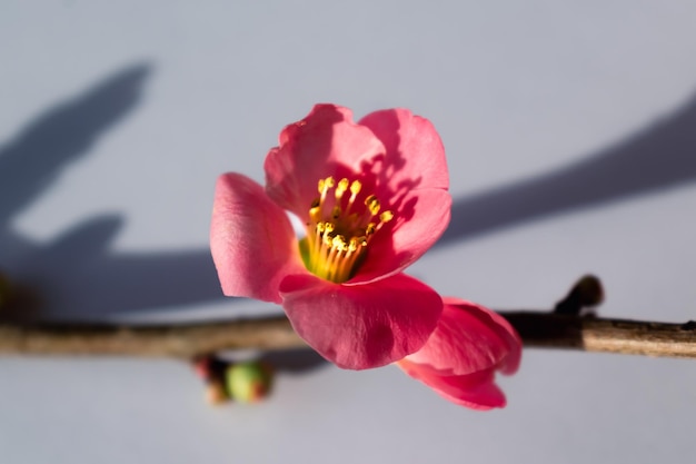 Flor de membrillo japonés rosa y rama chaenomeles japonica malus floribunda