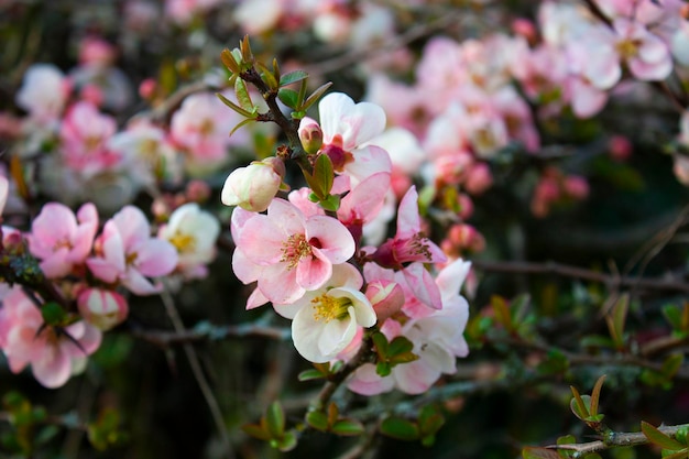 Flor de membrillo rosa y blanco en primavera