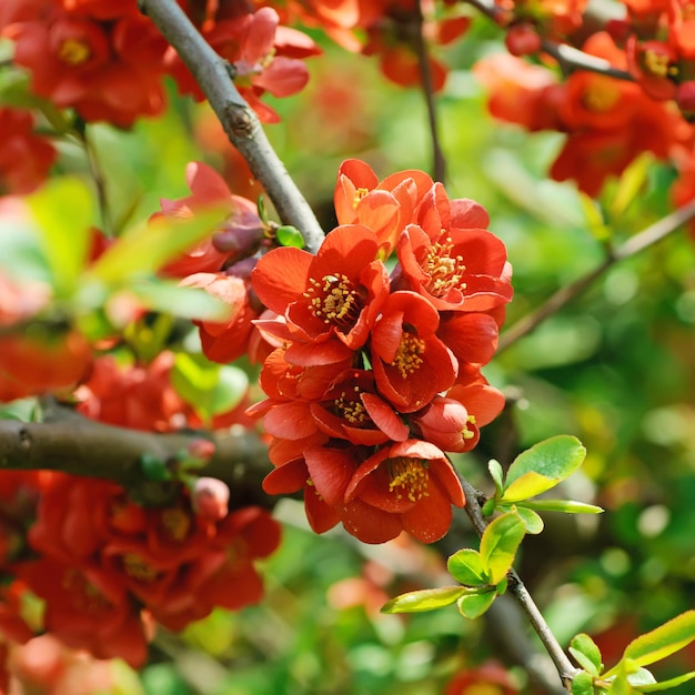 flor de membrillo