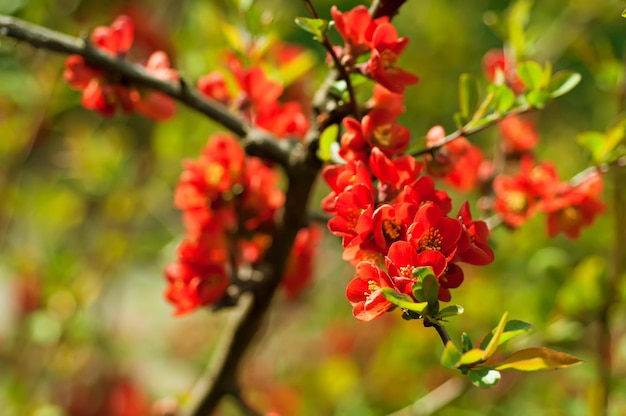 flor de membrillo