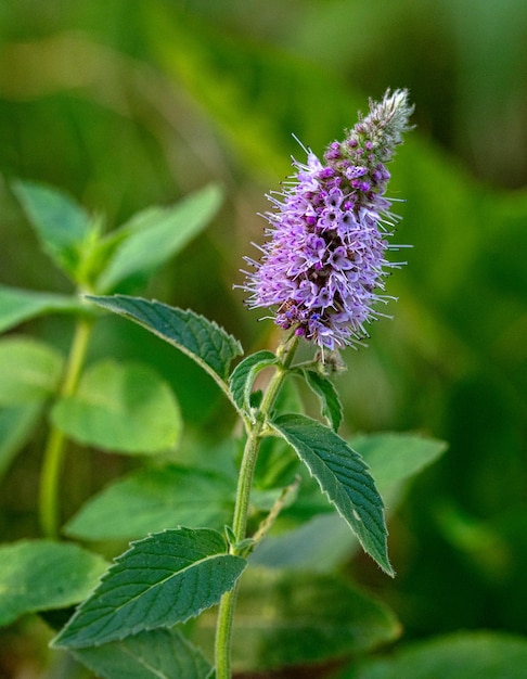 Flor de Menta Silvestre Mentha Arvensis