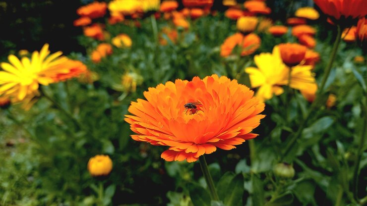 Flor de merigold Tagetes erecta o Calendula en la olla