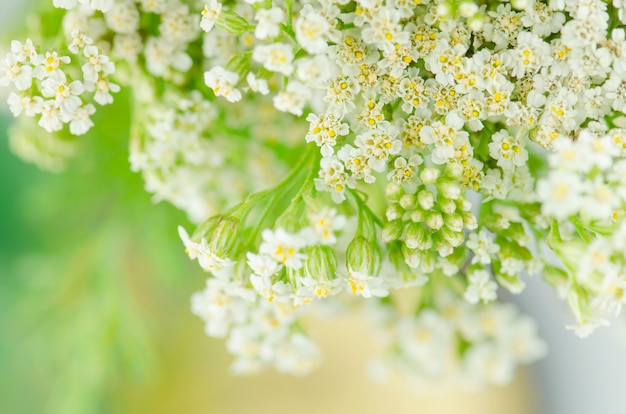 Flor de milenrama blanca. Achillea millefolium con flores blancas.