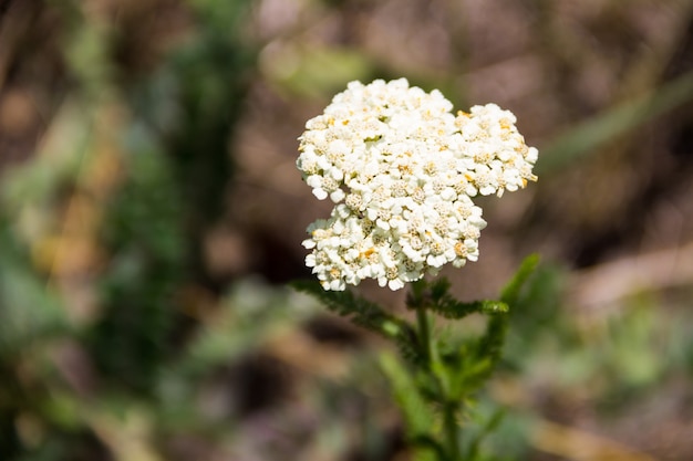 Flor de milenrama blanca (Achillea millefolium). Planta medicinal