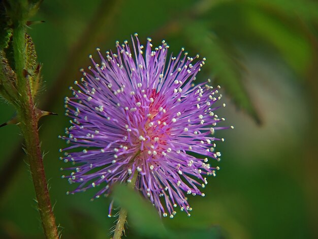 flor de mimosa pudica